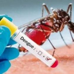 dengue-1025994